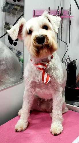 Schatzi.jpg